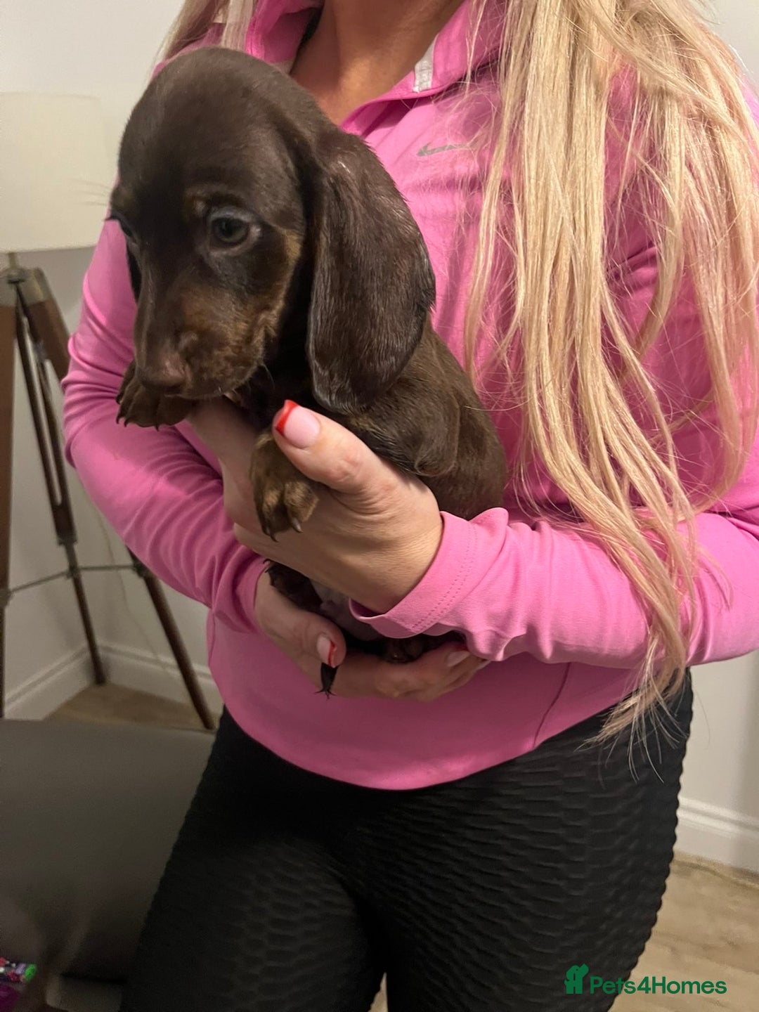 Miniature Dachshund dogs for sale: Ready now  - Advert 9