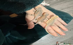 Bearded Dragon reptiles for sale: Bearded Dragon Babies - Advert 9