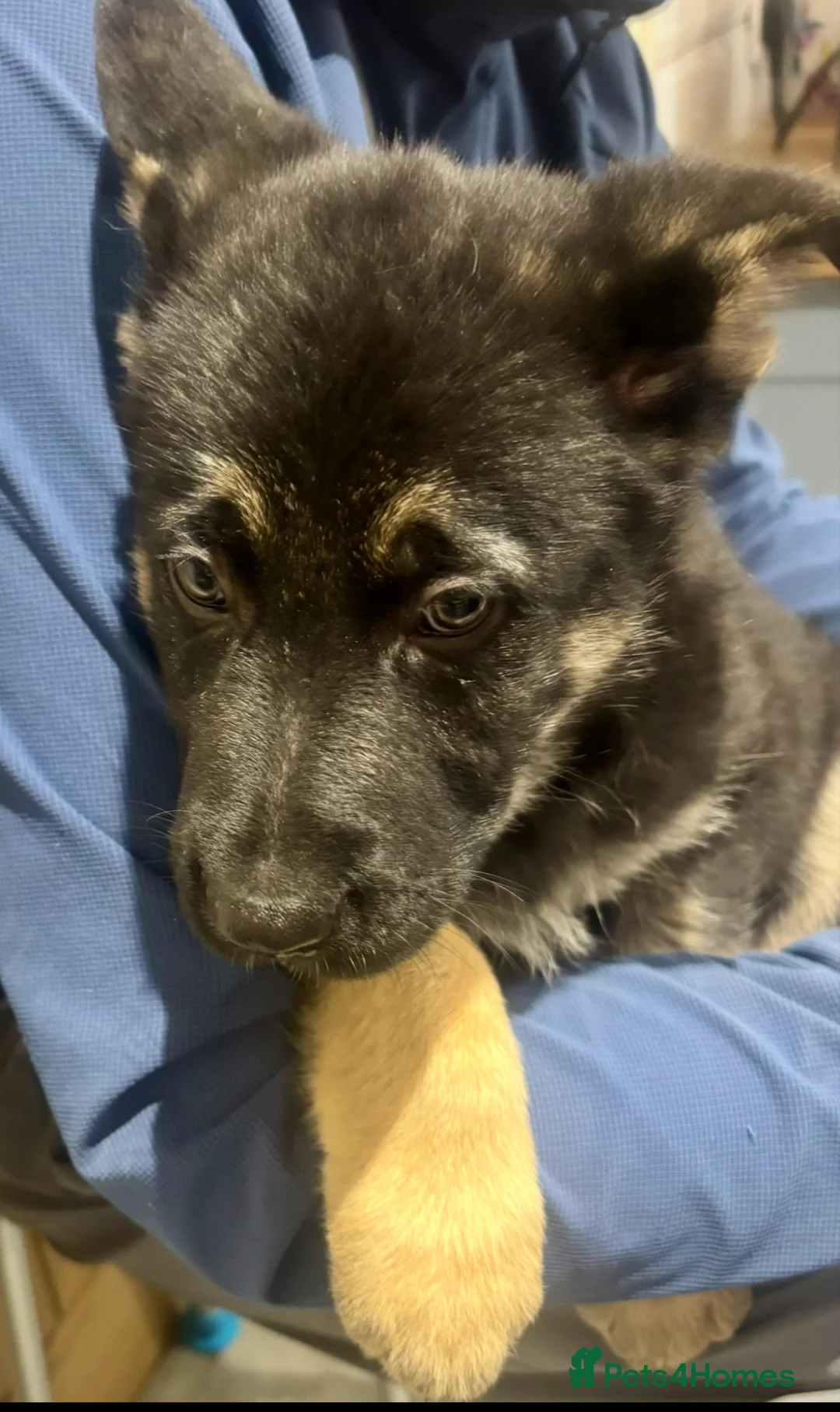 German Shepherd dogs for sale: Beautiful German Shepard puppies - Advert 6