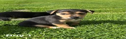 Jack Russell dogs for sale: Black & Tan Jack Russell Puppies  in Richmond - Advert 2