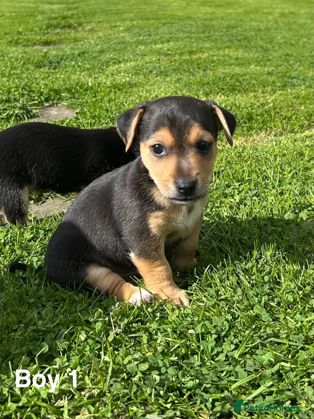 Jack Russell dogs for sale: Black & Tan Jack Russell Puppies  in Richmond - Advert 2