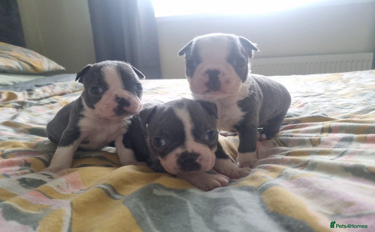 Boston Terrier dogs - Advert 1