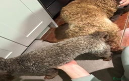 Toy Poodle dogs for stud: KC CHOCOLATE PHANTOM TOY POODLE in Willenhall - Image 7
