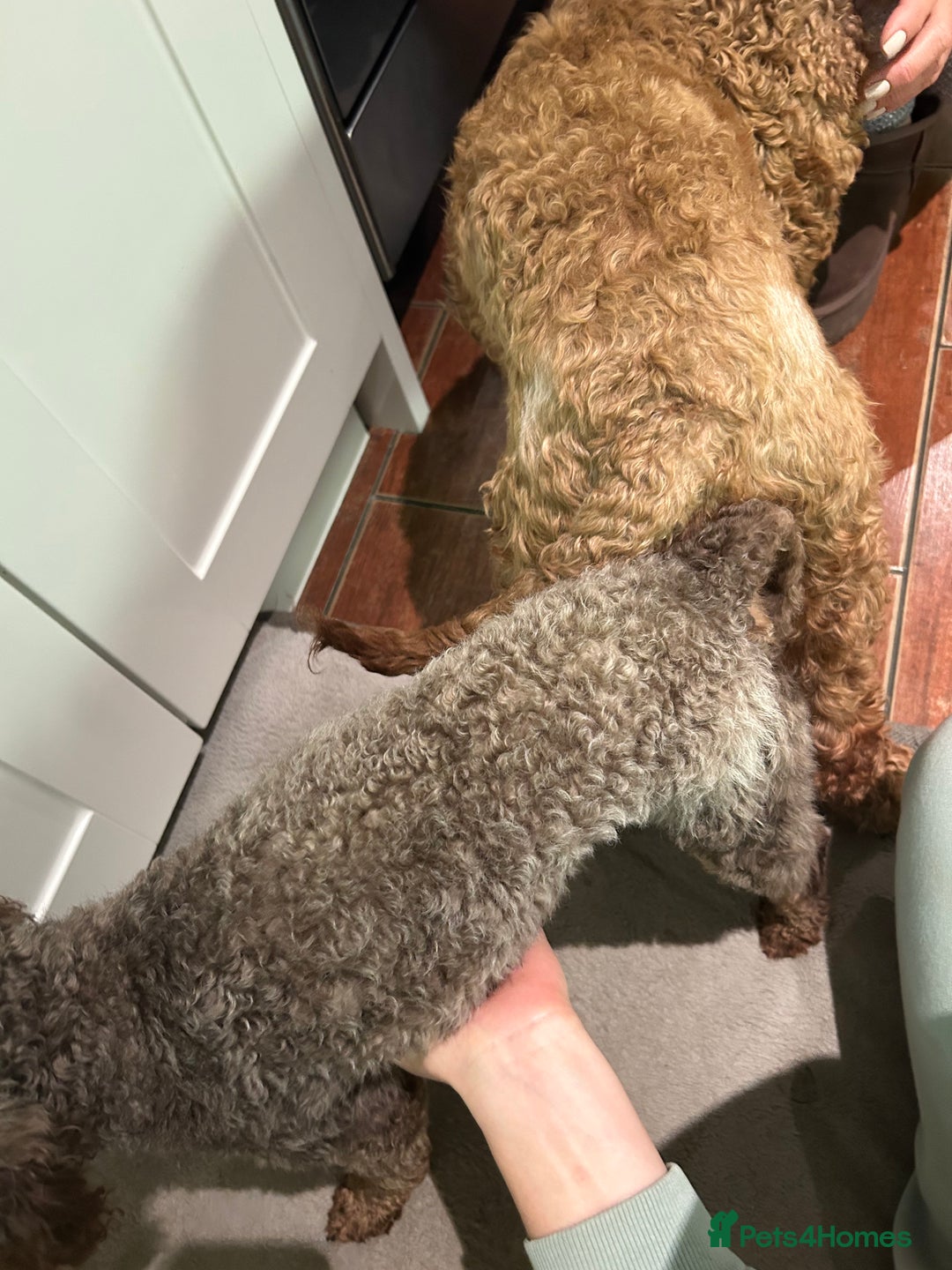 Toy Poodle dogs for stud: KC CHOCOLATE PHANTOM TOY POODLE in Willenhall - Image 7