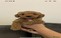 Poochon dogs for sale: STUNNING POOCHON - Image 19