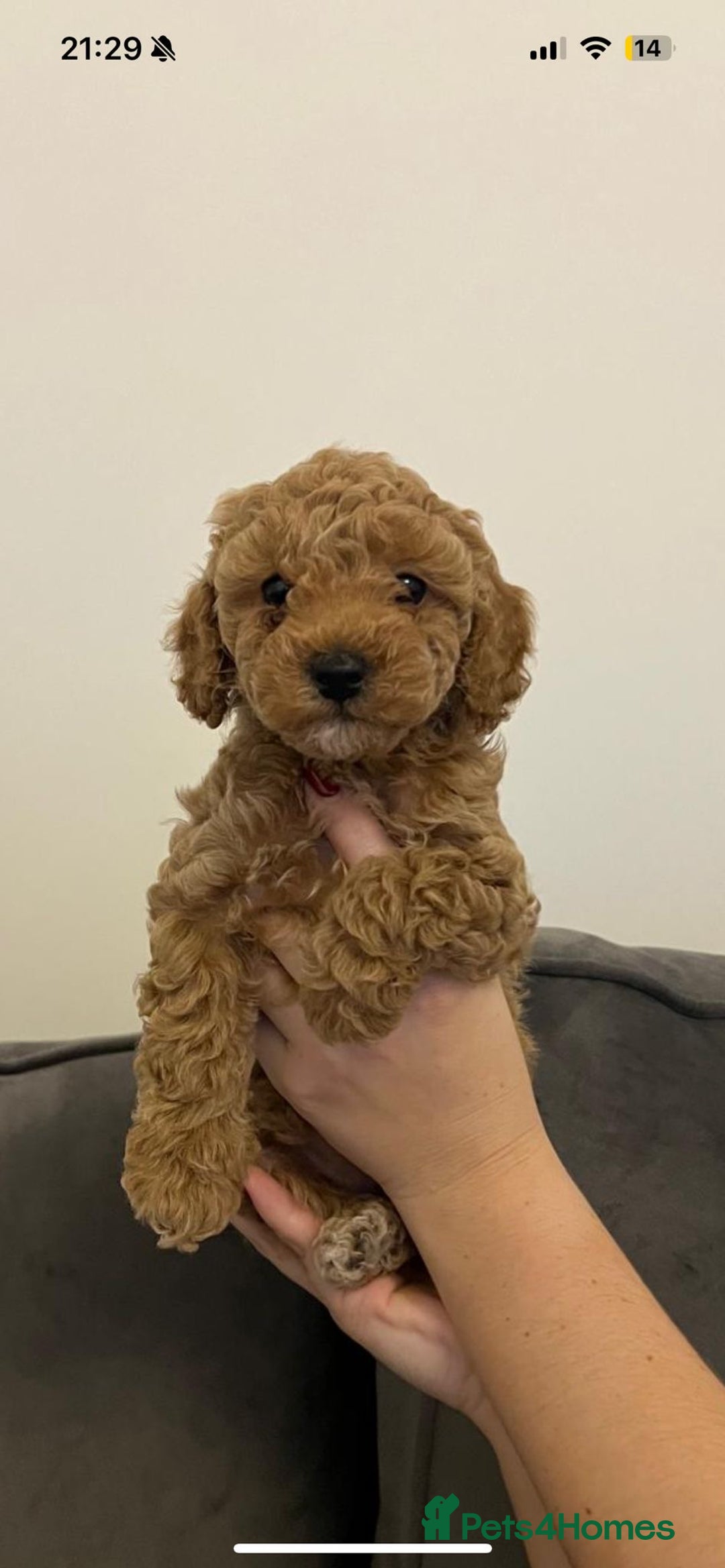 Poochon dogs for sale: STUNNING POOCHON - Image 19