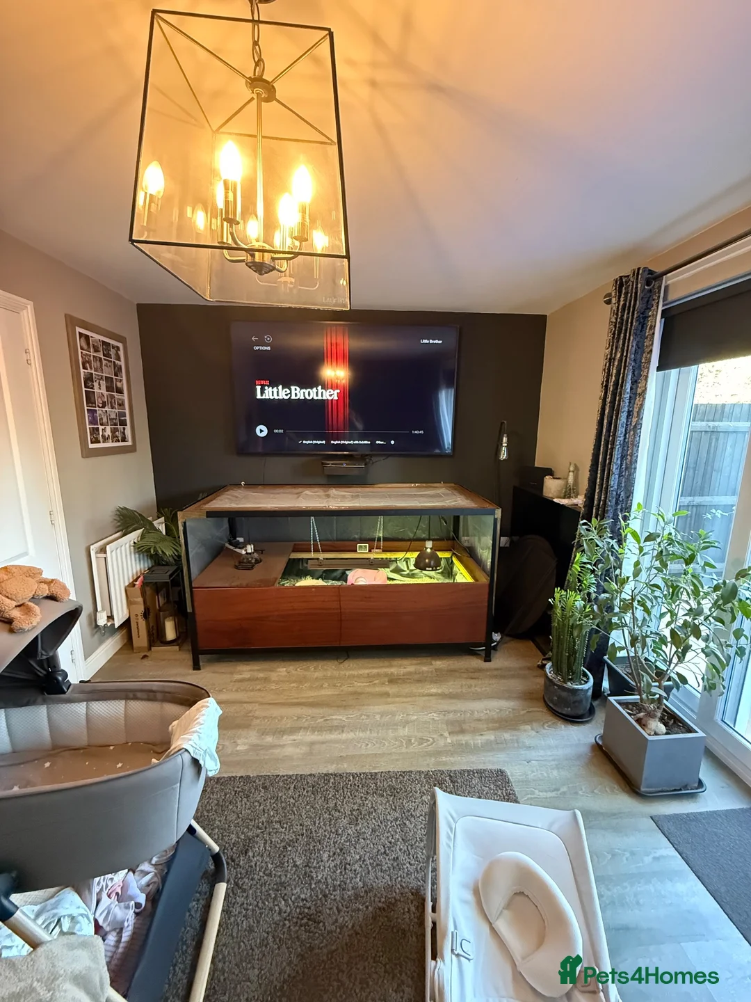 Tortoise reptiles for sale: Tortoise or other animal house in Shifnal - Advert 4