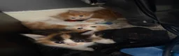 Mixed Breed cats for sale: Beautiful Tabby Cross Ragdoll Kittens  - Advert 6