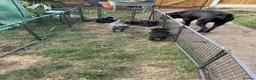Mixed Breed dogs for sale: Bullmastiff X Cane Corso puppies in Colchester - Advert 28