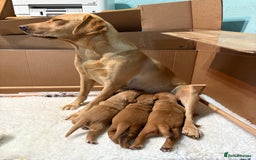 Labrador Retriever dogs for sale: Culm valley X Gold Celtic Warrior of Clearmeadow - Image 5