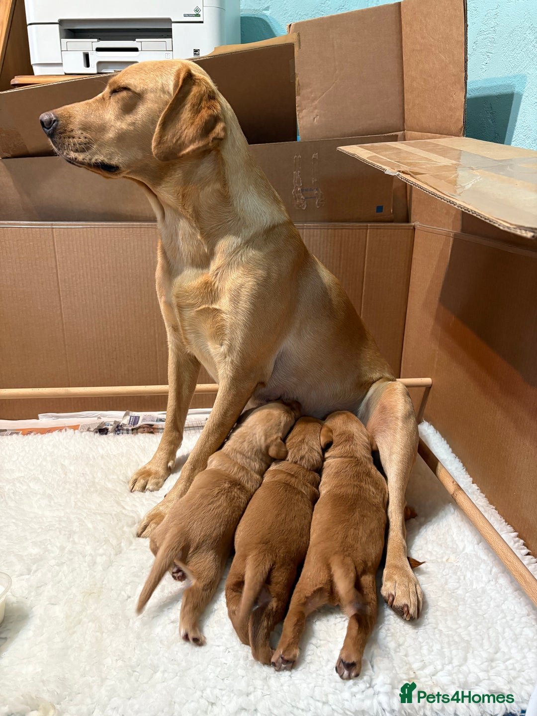 Labrador Retriever dogs for sale: Culm valley X Gold Celtic Warrior of Clearmeadow - Image 5