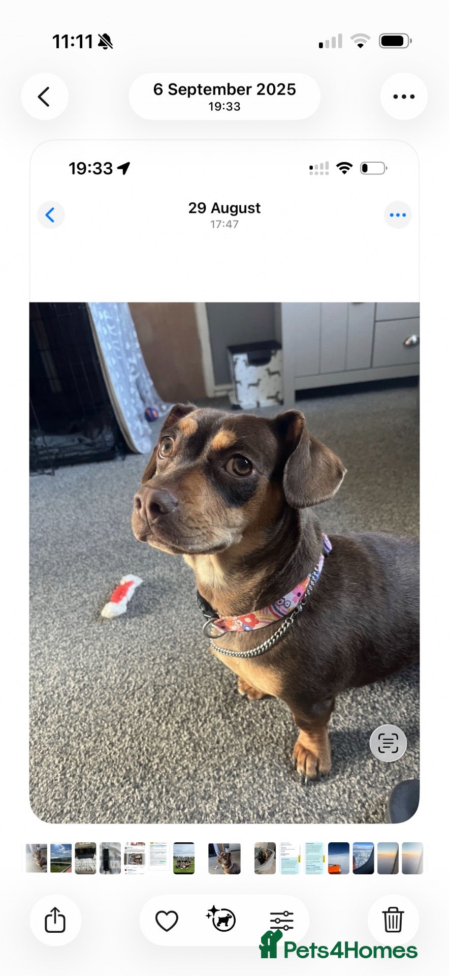 Mixed Breed dogs Dog for rehoming  - Advert 1