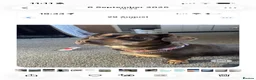 Mixed Breed dogs for sale: Dog for rehoming  - Advert 1