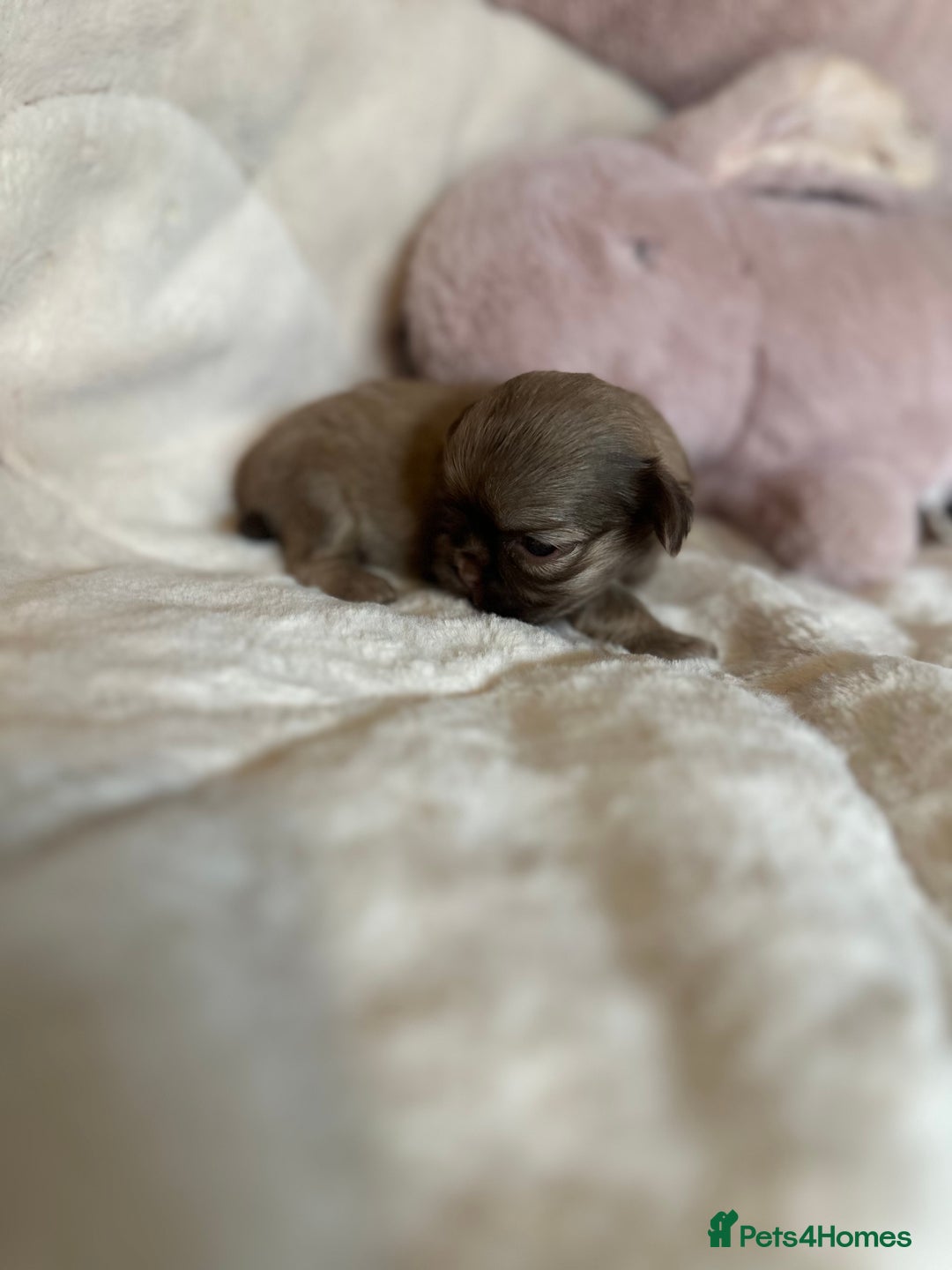 Shih Tzu dogs for sale: Beautiful shihtzu puppies - Image 11