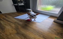 Chihuahua dogs for sale: Selling chihuahua  - Image 2