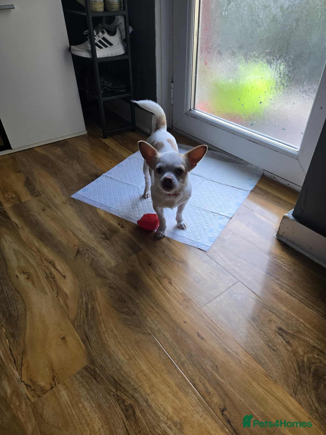 Chihuahua dogs for sale: Selling chihuahua  - Image 2