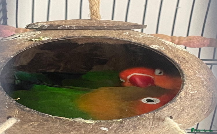 Lovebirds birds - Advert 1