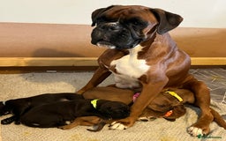 Mixed Breed dogs for sale: Boxsla (Boxer/Vizsla)  - Image 8