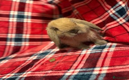 Mini Lop rabbits for sale: Beautiful Baby Mini Lops - Image 6