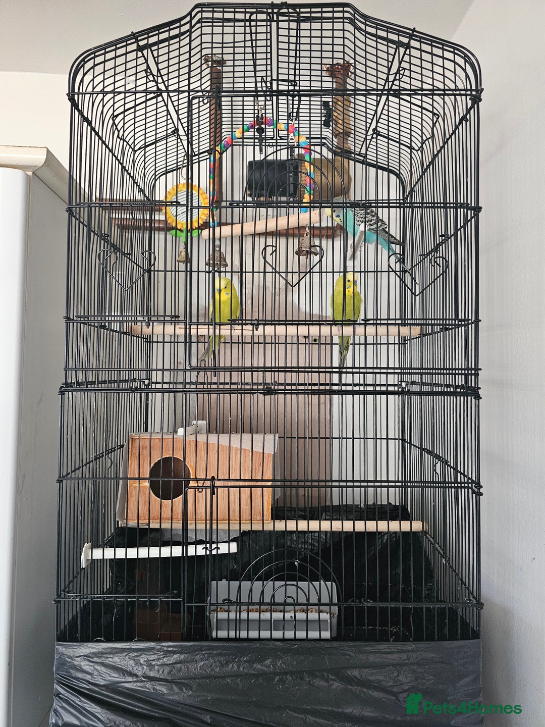 Budgerigars birds for sale: beautiful birds - Advert 8