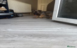 German Shepherd dogs for sale: READY NOW! German Shepherd x Belgian Malinois - Image 16