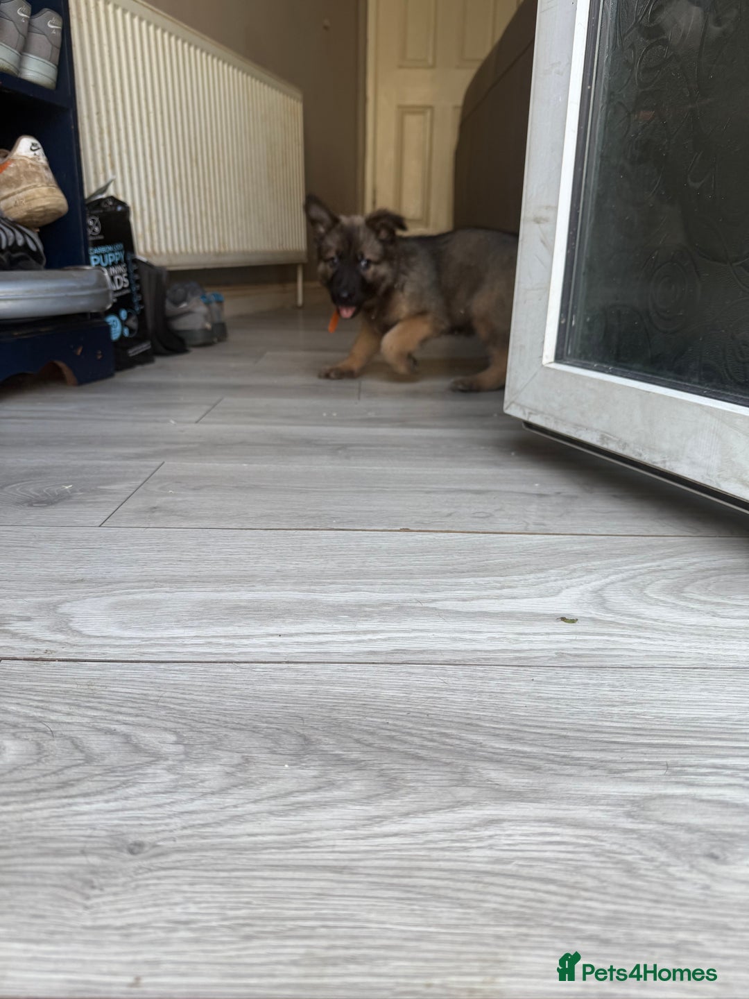 German Shepherd dogs for sale: READY NOW! German Shepherd x Belgian Malinois - Image 16