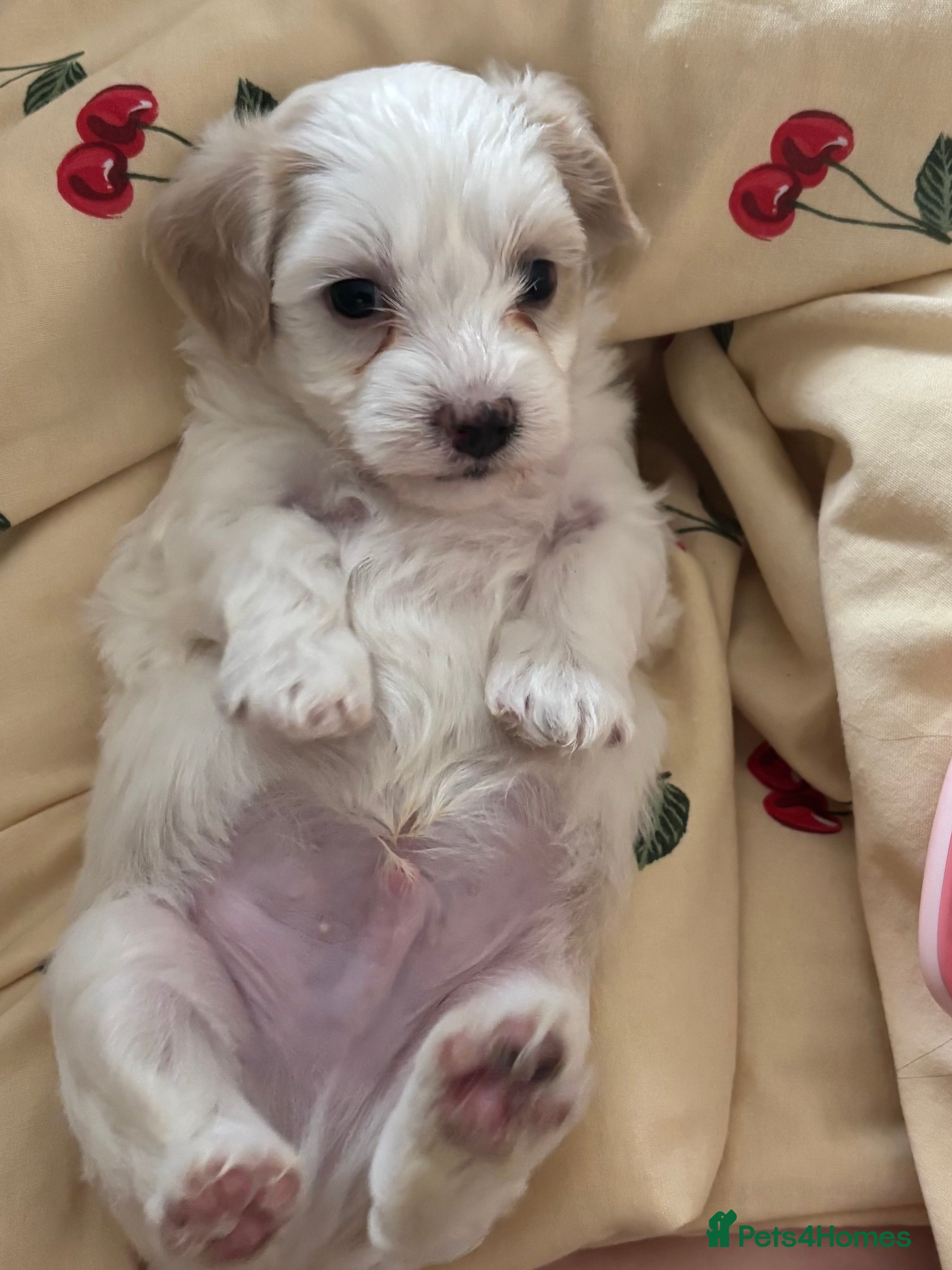 Maltipoo dogs 🐶 stunning maltipoo puppies 🐶 - Advert 2