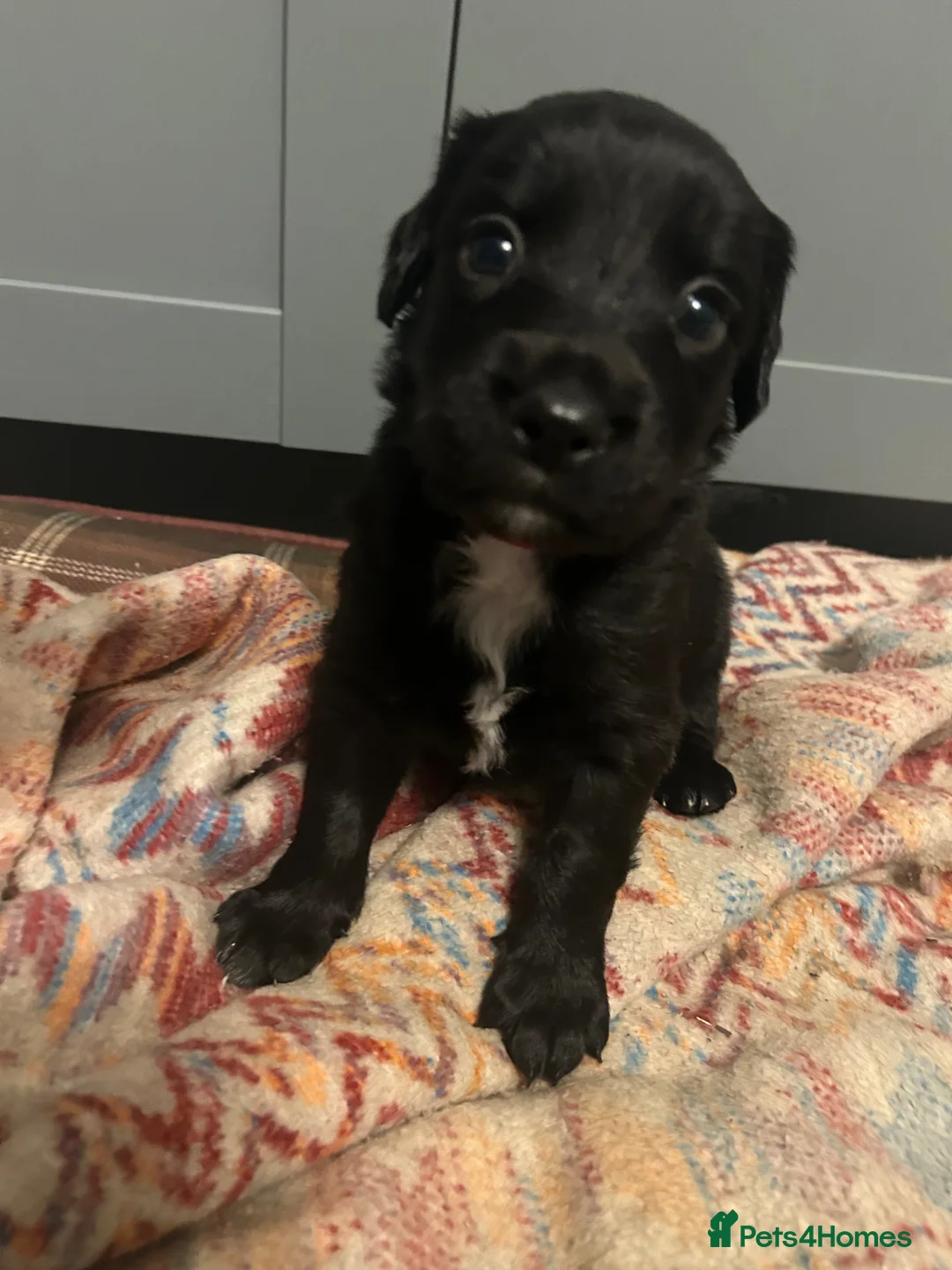 Mixed Breed dogs for sale: Sprollie Pups  in Warminster - Advert 5