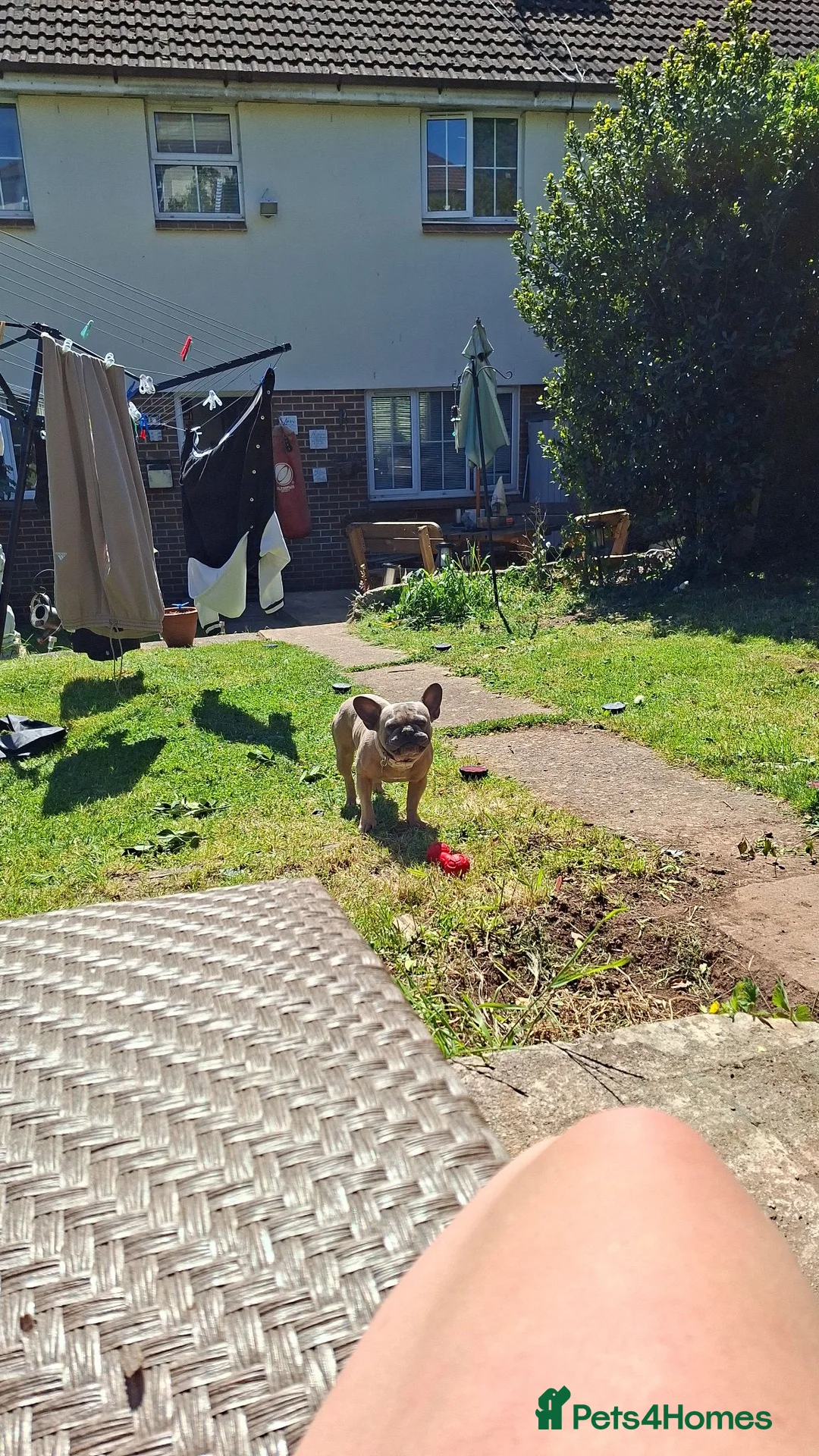 French Bulldog dogs for stud: Kc reg stud - Advert 2
