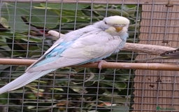 Budgerigars birds for sale: Young budgies, easily tamed - Image 7
