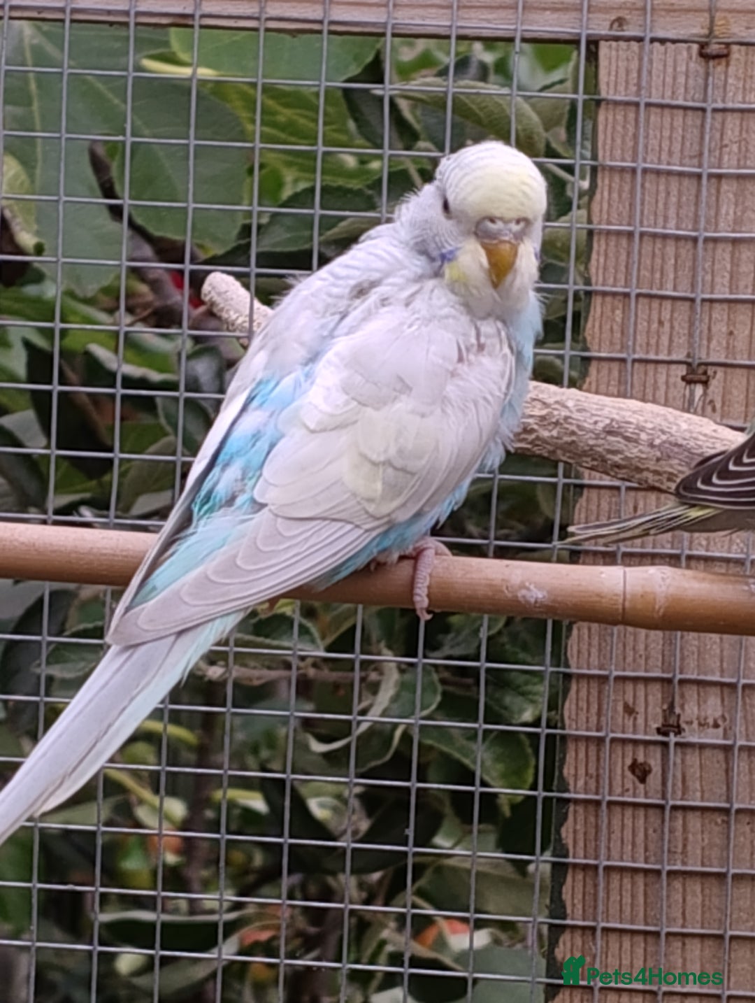 Budgerigars birds for sale: Young budgies, easily tamed - Image 7