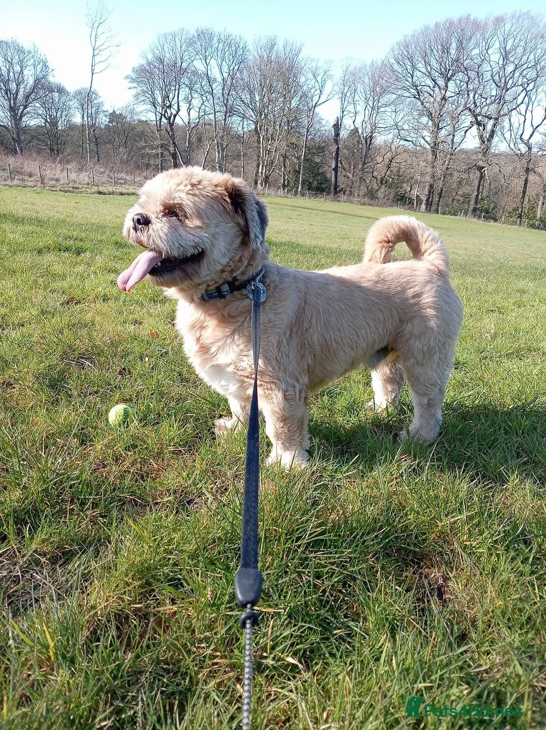 Lhasa Apso dogs for stud: Walter - gorgeous lhasa apso stud  - Advert 8