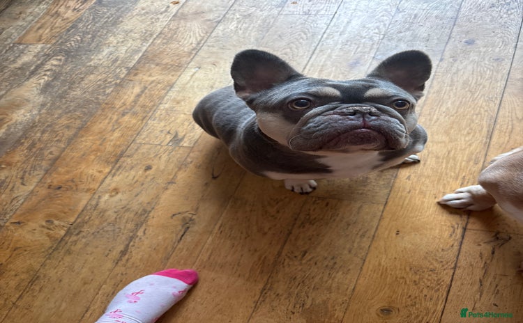 French Bulldog dogs - Advert 4