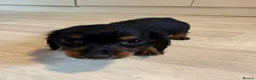 Miniature Dachshund dogs for sale: Miniature Dachshund long haired (KC REG) - Advert 2
