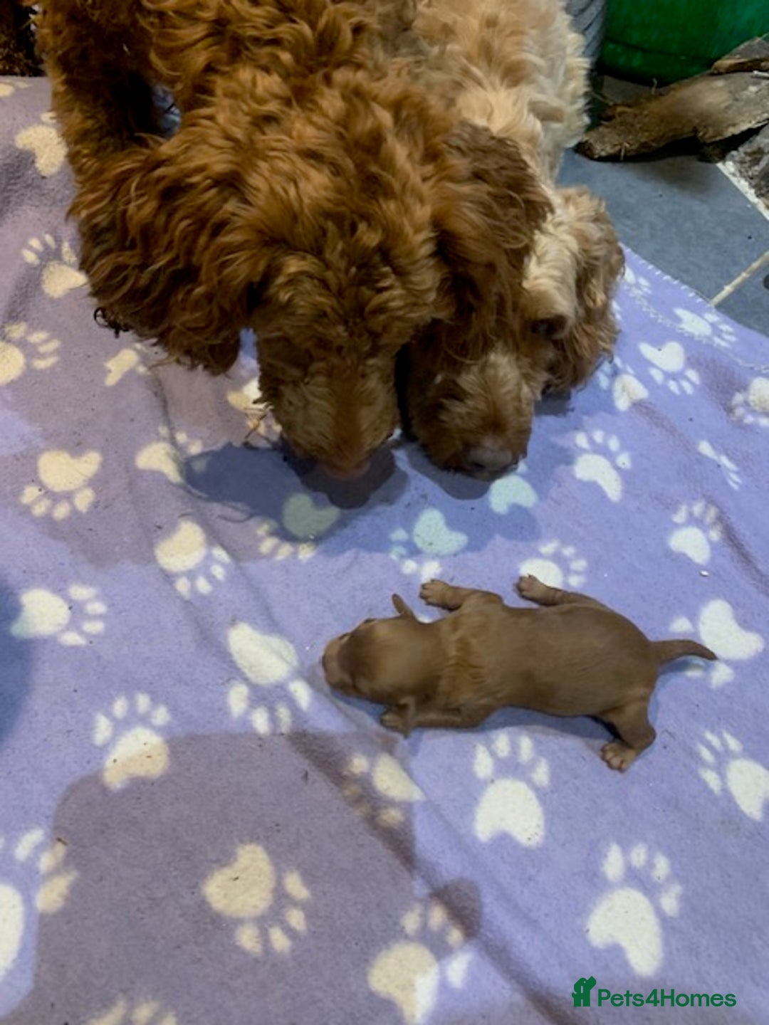 Cockapoo dogs for sale: beautifull fib cockerpoos  - Advert 6