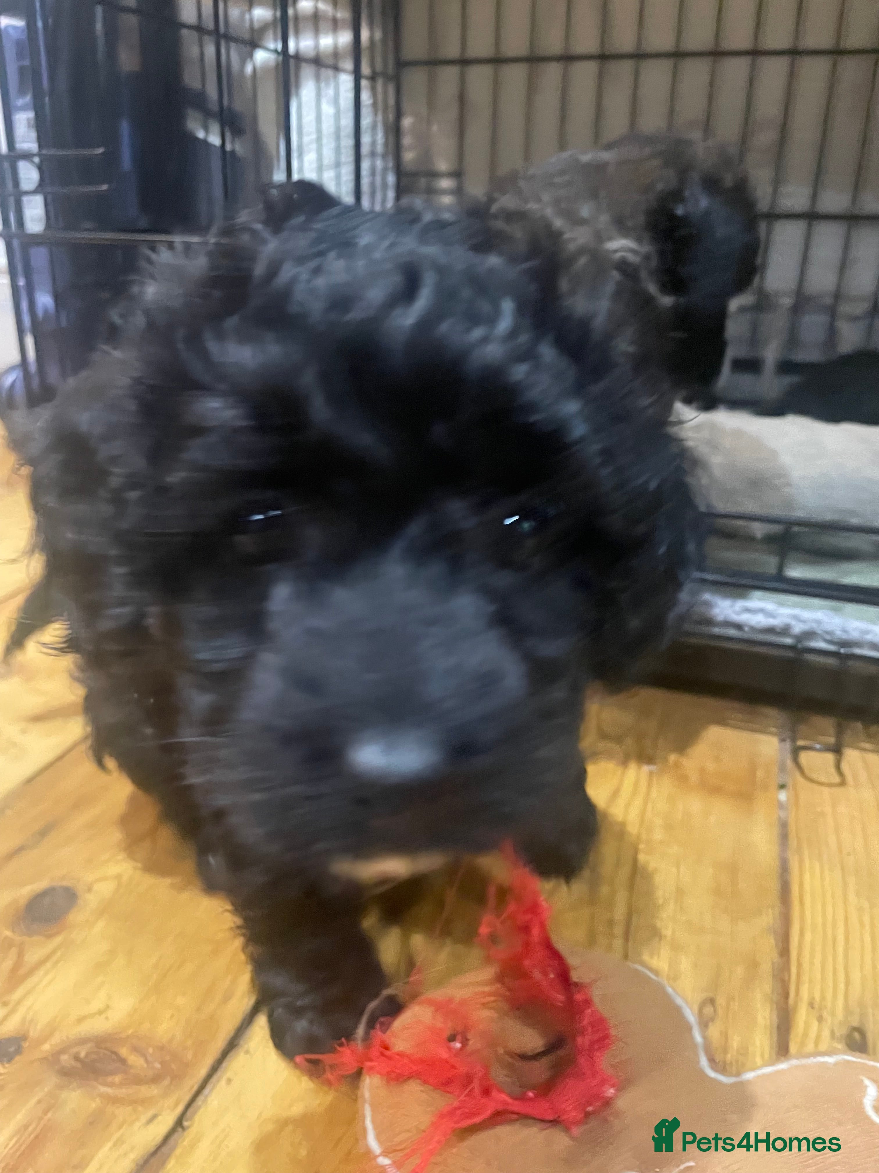Cavapoo dogs Adorable Cavapoo puppies for sale 2 girls sold  - Advert 17