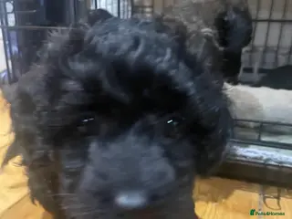 Cavapoo dogs Adorable Cavapoo puppies for sale 2 girls sold - Advert 17