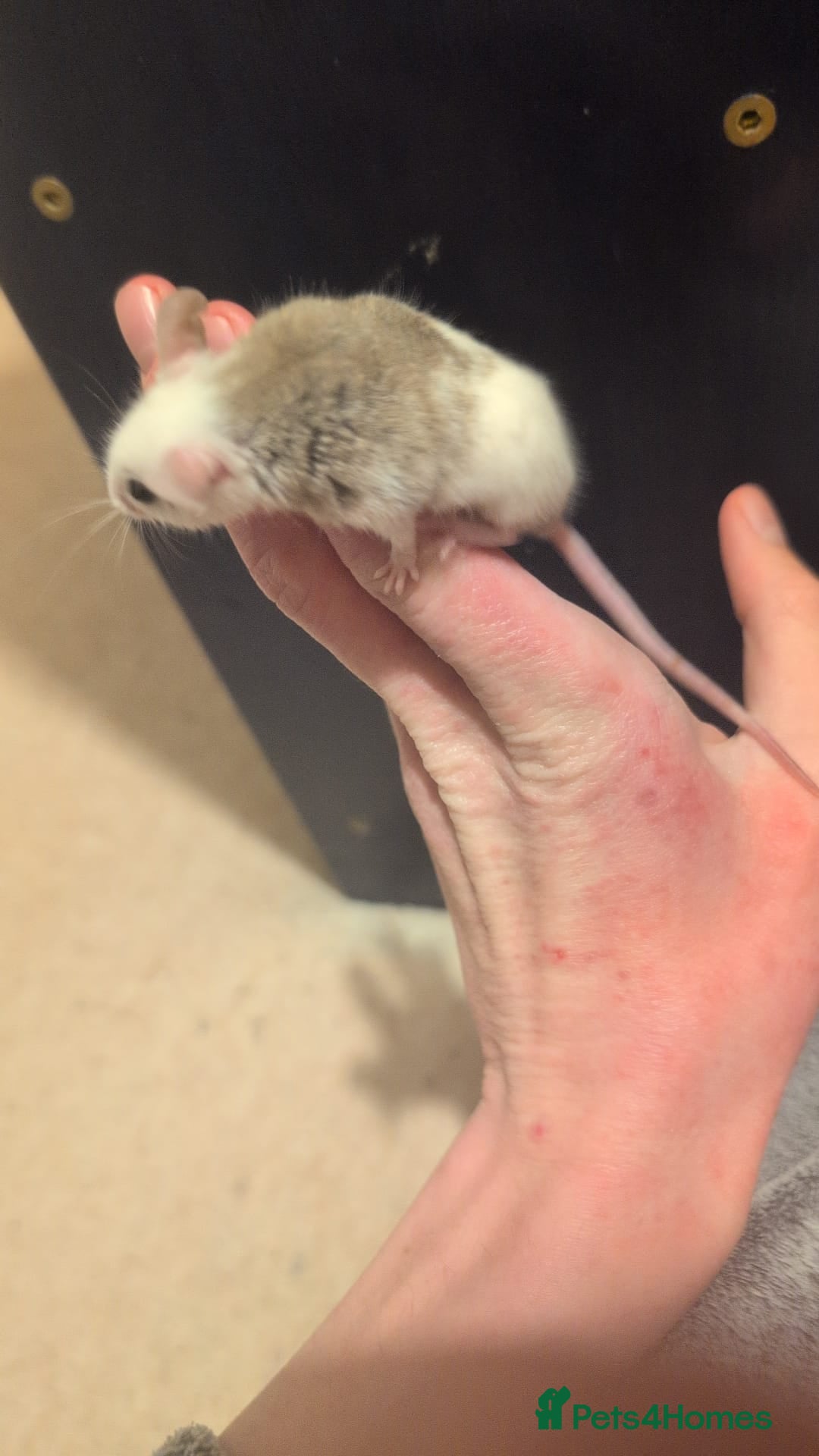 Mouse rodents for sale: Super tame handled African soft fur mice  - Image 25