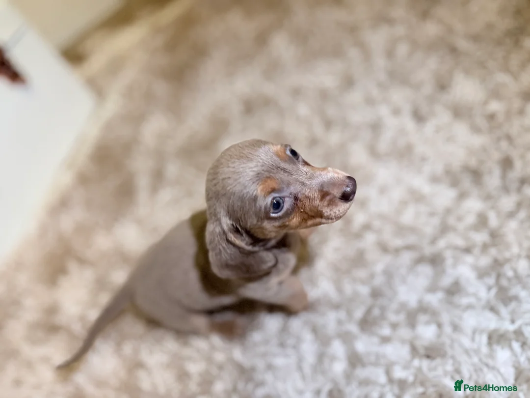 Miniature Dachshund dogs for sale: Miniature Dachshund  - Advert 4