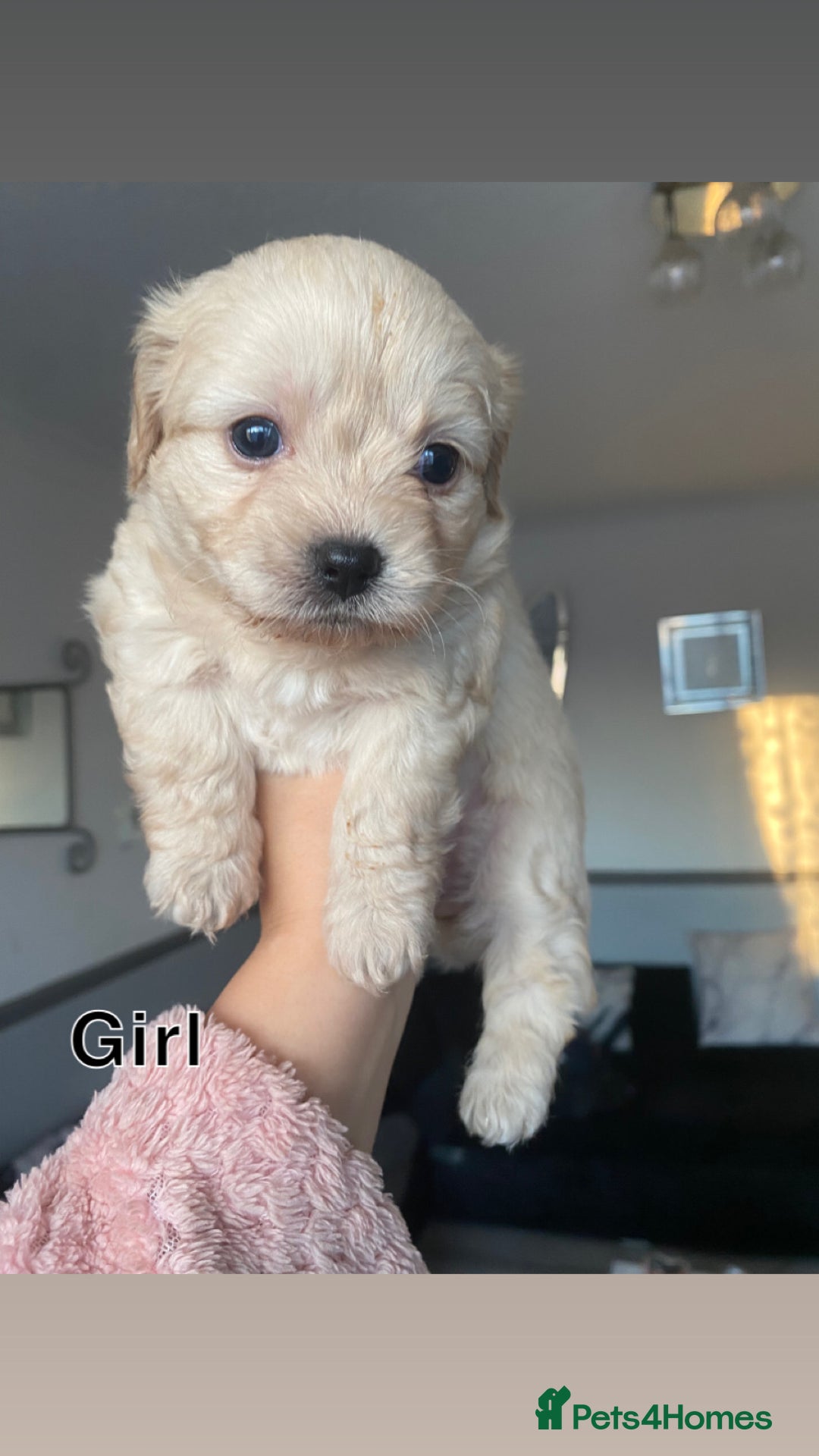 Mixed Breed dogs for sale: Puppies for sale - Image 11