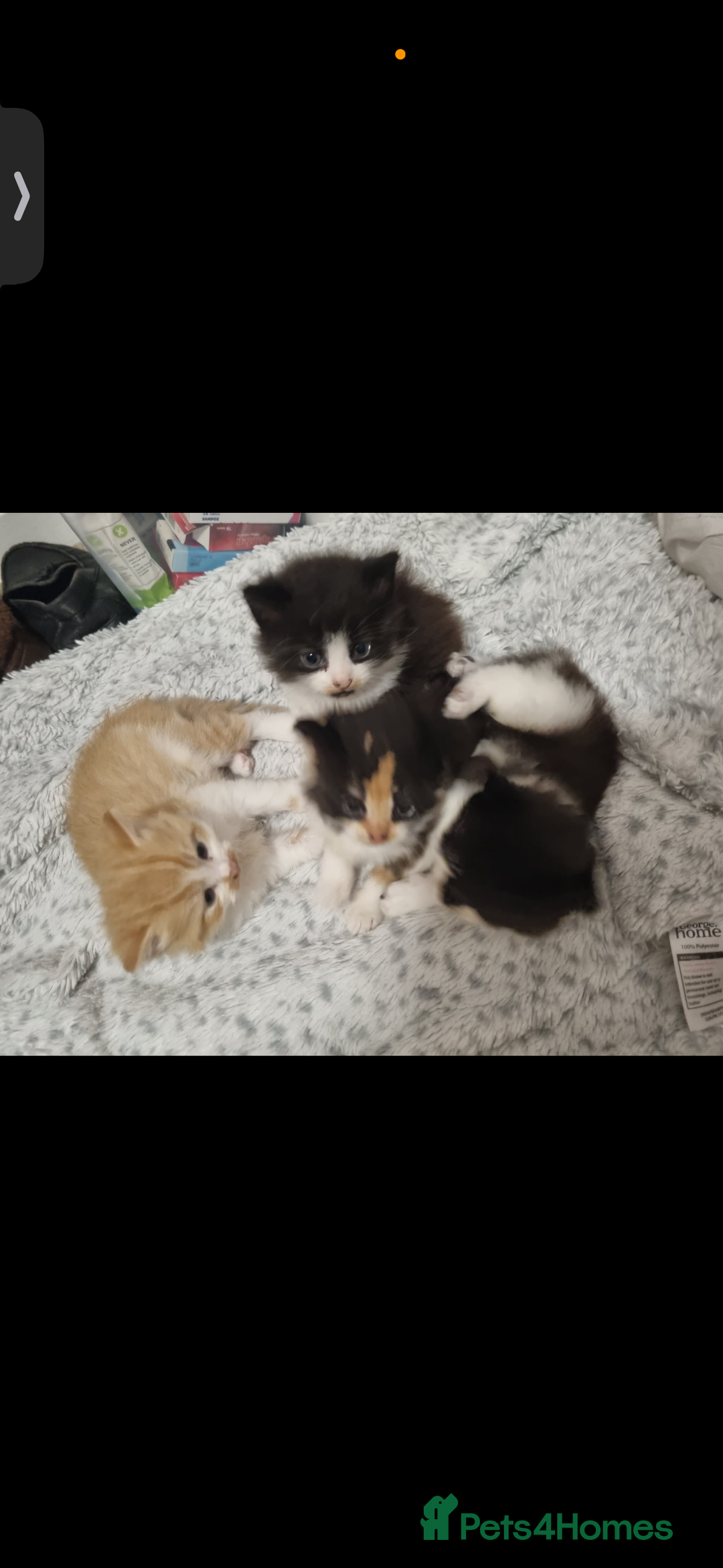 Mixed Breed cats for sale: 4 Kittens for sale - Advert 6