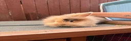 Mini Lion Lop rabbits for sale: Last male  mini lion lop  - Advert 3