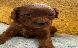 Cavapoo dogs for sale: Outstanding Red F1 cavapoo puppies H/C DNA CLEAR - Image 8