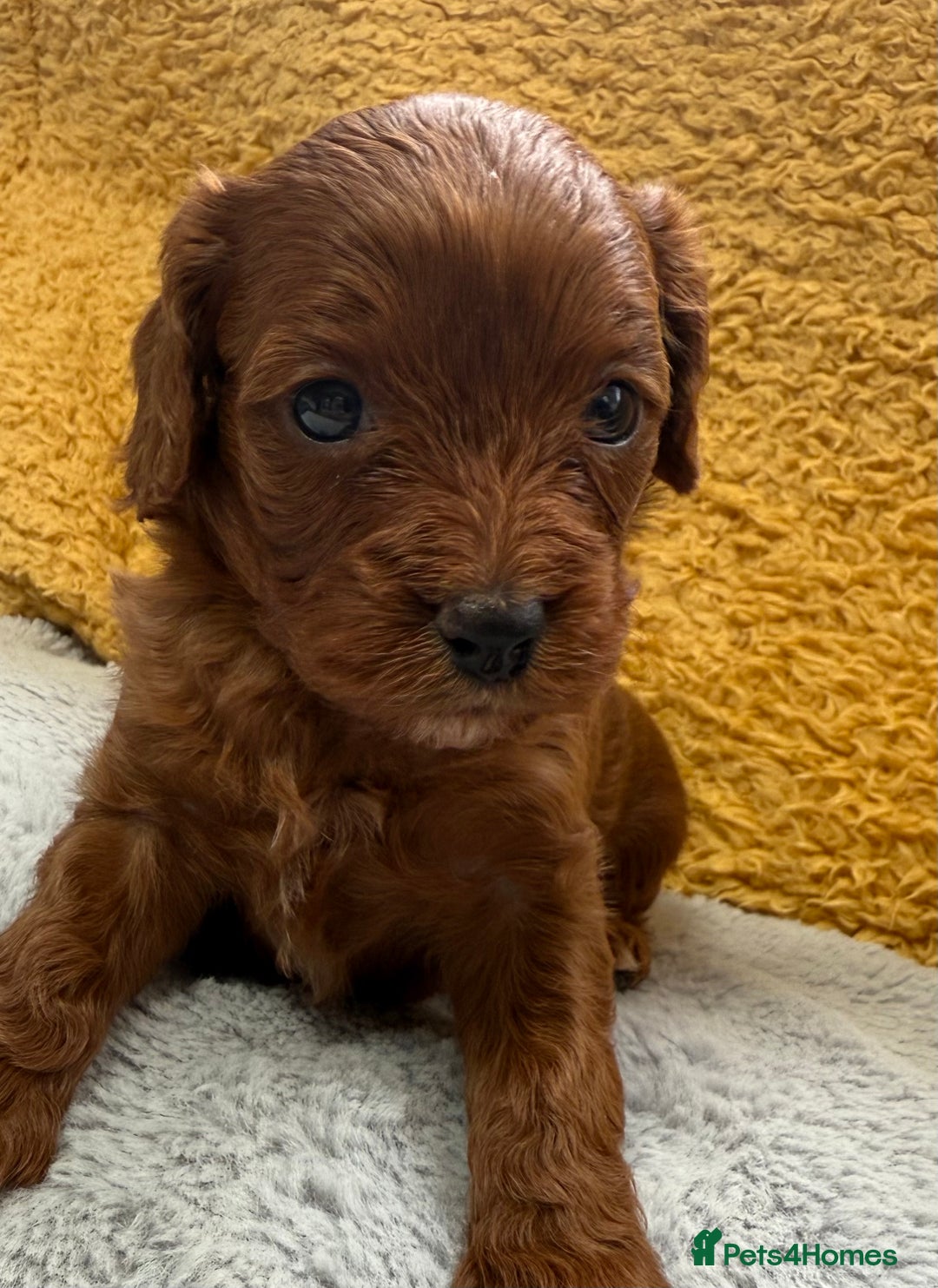 Cavapoo dogs for sale: Outstanding Red F1 cavapoo puppies H/C DNA CLEAR - Image 8