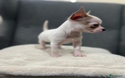 Chihuahua dogs for sale: 5Stunning tiny Smooth coat 🍏head chihuahua puppys - Image 14