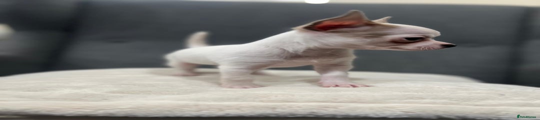Chihuahua Puppy 5
