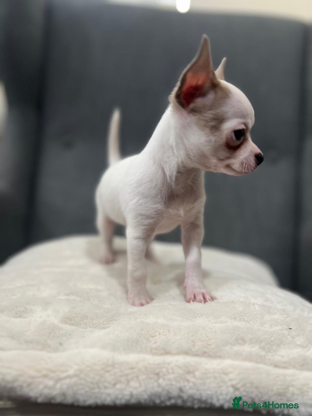 Chihuahua dogs for sale: 5Stunning tiny Smooth coat 🍏head chihuahua puppys - Image 14