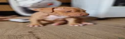 Bandog dogs for sale: Bandog x Bulldog puppies in Watford - Advert 5