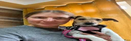 Mixed Breed dogs for adoption: ❤️🐶 MARLENE & 💙🐶 BOYCIE – TWO LITTLE SOULMATES in Lichfield - Advert 8