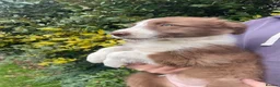 Bearded Collie dogs for sale: Beautiful bouncing Beardies  - Advert 9